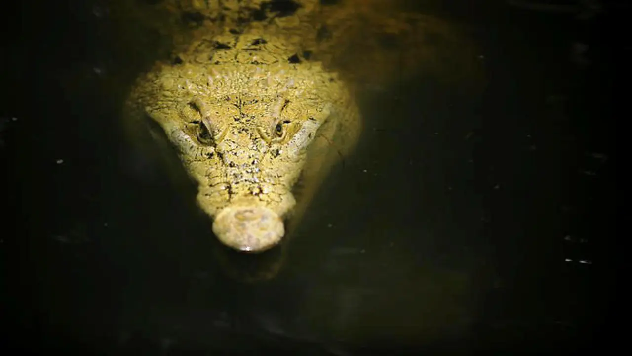 Buaya Albino 