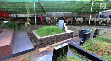 Pedagang memberikan makan pada hewan kurban yang dijajakannya di TPU Tanah Kusir, Jakarta, Senin (21/8). Pedagang hewan kurban memanfaatkan lahan di areal makam untuk menjual sapi menjelang Hari Raya Idul Adha. (Liputan6.com/Johan Tallo)