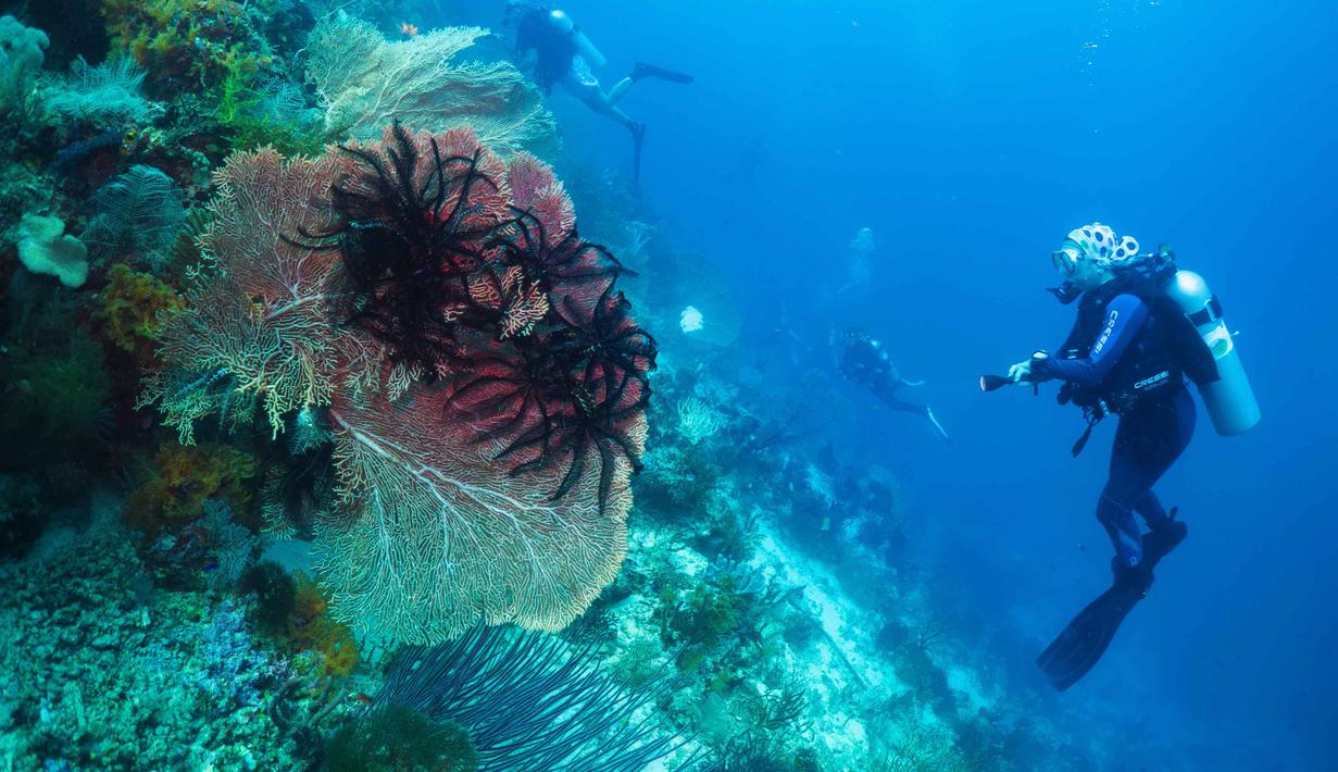 Raja Ampat, yang terletak di Provinsi Papua Barat Daya, juga dikenal sebagai salah satu dari 10 tempat menyelam terbaik yang dimiliki dunia. Tampak dalam foto, para penyelam scuba mengamati terumbu karang, yang dikenal sebagai gorgonian, di lokasi penyelaman Gorgonian Wall di Misool, Raja Ampat, Papua Barat Daya, Selasa, 3 Maret 2026. (AP Photo/Claudia Rosel)