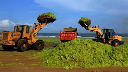 Alat berat beroperasi mengangkut ribuan ton ganggang yang menutupi pantai di Qingdao, Provinsi Shandong, China, 22 Juli 2015. Fenomena alam yang ekstrem ini memang sudah menjadi agenda tahunan sejak 2007 silam di pantai tersebut. (AFP PHOTO CHINA OUT)