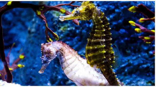 Foto : copyright gypsy-chocolate-wolf-deviantart.com