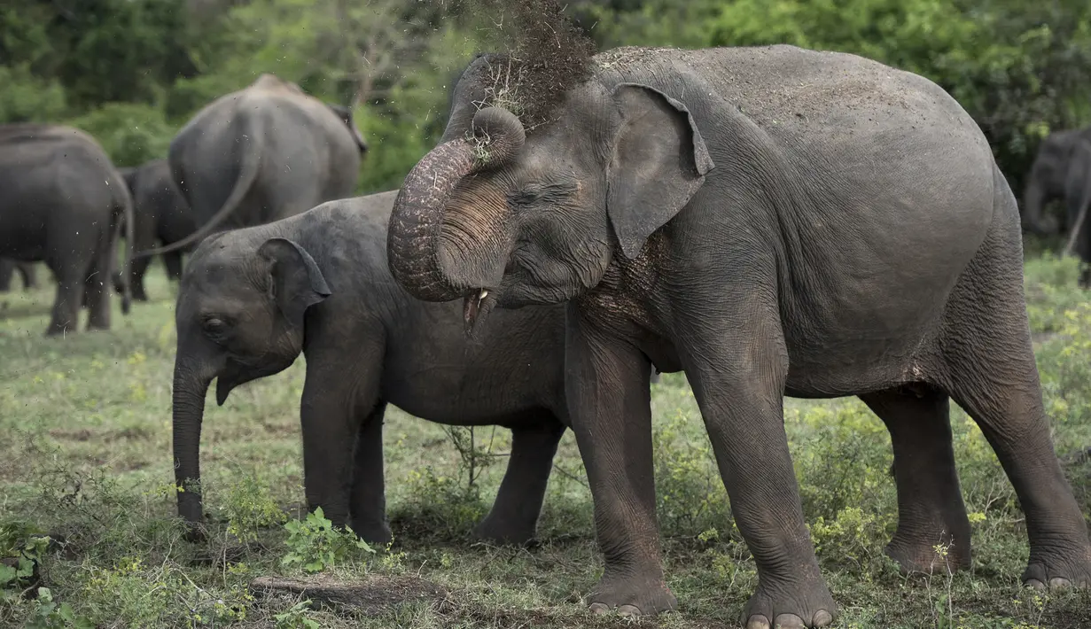 Seekor gajah melemparkan kotoran di Taman Nasional Minneriya di Sri Lanka tengah utara (17/5). Taman ini dibangun pada masa pemerintahan Kerajaan Anuradhapura oleh raja Mahasena sekitar 277 Masehi. (AFP Photo/Alex Ogle)