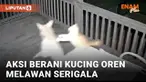 Aksi keberanian seekor kucing terekam CCTV dan viral. Terjadi di Texas, Amerika Serikat. Seekor kucing oranye terekam dikejar coyote, serigala yang termasuk keluarga anjing. Si kucing ketakutan sembari sesekali melawan.