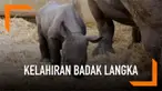 Sepasang badak langka yang hampir punah dilahirkan di Kebun Binatang Der Moines, Iowa.