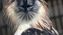 Seekor elang jantan Filipina bernama Geothermica terlihat di Jurong Bird Park, Singapura, Rabu (27/11/2019).  Penebangan hutan hujan tropis dan perburuan tanpa henti telah memusnahkan populasi Elang Filipina yang merupakan salah satu burung terbesar dan paling kuat di dunia. (AFP Roslan Rahman)