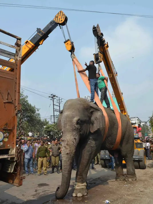 Seekor gajah liar diangkat menggunakan crane usai dilumpukan dengan tembakan bius di Siliguri negara bagian Bengal Barat, India, Rabu (10/2). Gajah itu keluar dari habitatnya di hutan Baikunthapur dan masuk ke kota. (AFP PHOTO/Diptendu Dutta)