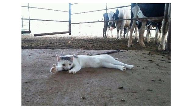 Kucing lucu (Sumber: Twitter/@twitkocheng)