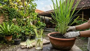 7 Cara Menanam Serai dari Sisa Batang Dapur, Mudah dan Hemat