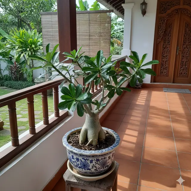 Jenis Pohon Kecil Berdaun Indah untuk Teras Rumah (Foto: Gemini AI)