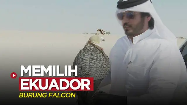 VIDEO: Burung Falcon Prediksi Ekuador Menang atas Qatar dalam Laga Perdana Piala Dunia 2022