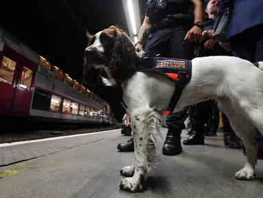 Lina, anjing yang dilatih untuk mendeteksi bahan peledak untuk polisi kereta api Ile-de-France berada di sebuah stasiun kereta bawah tanah di Paris (4/9). (AFP Photo/Alain Jocard)