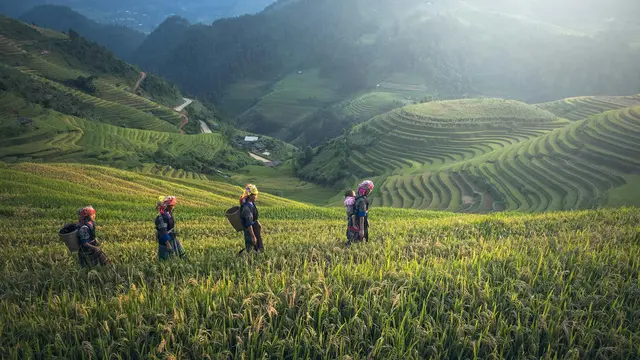 Sapa