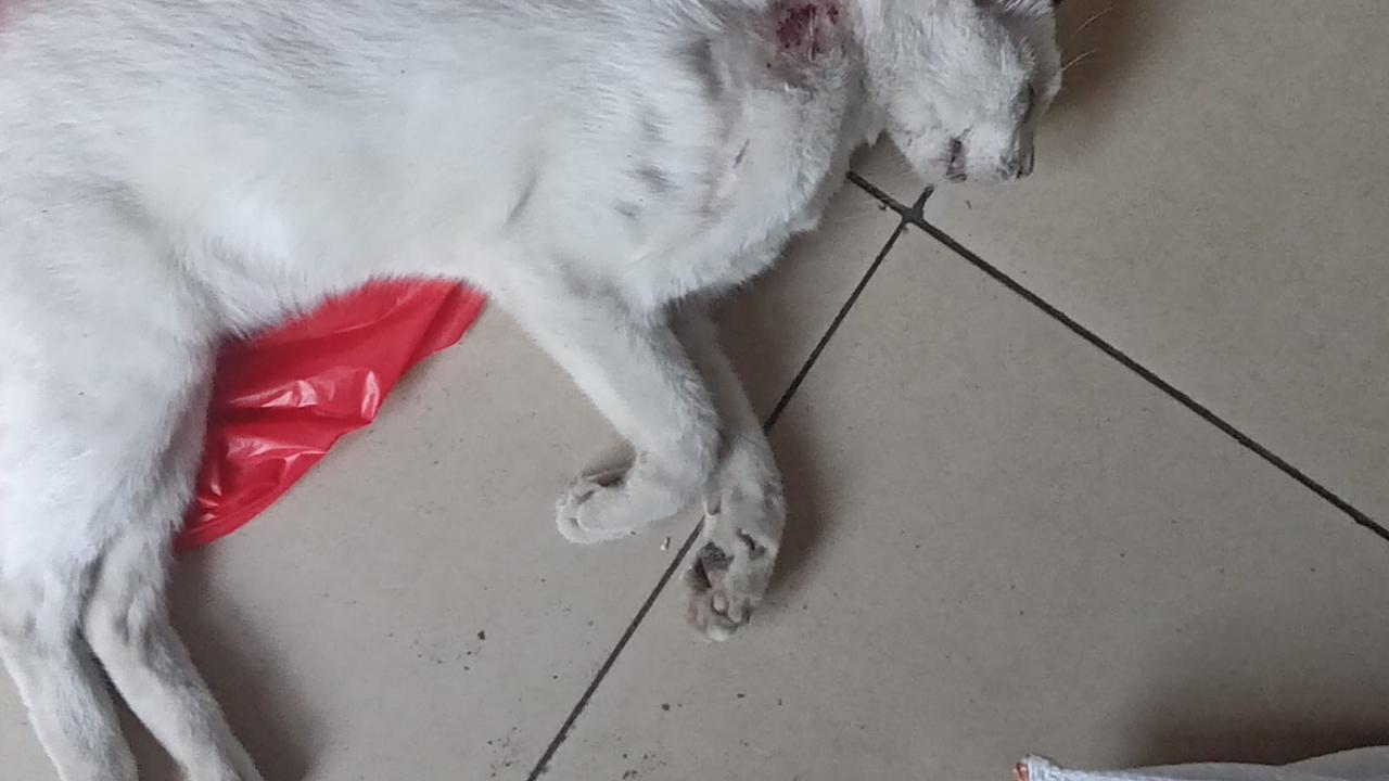 Puluhan kucing di RW 05 Kelurahan Sunter Agung, Kecamatan Tanjung Priok, Jakarta Utara mati mendadak. Gejalanya kejang-kejang dan buang air. (Bachtiarudin Alam/Merdeka.com)