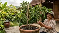 Cara Membuat Pohon Alpukat Kerdil Cepat Berbuah Tanpa Menunggu Bertahun-Tahun