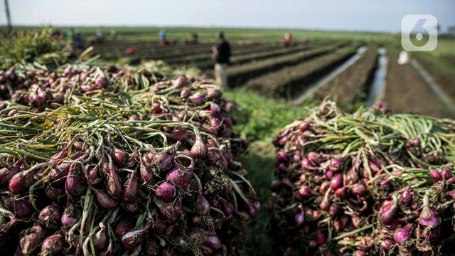 Bawang Merah Brebes