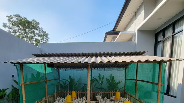 Contoh Kandang Ayam Broiler Skala Rumahan. AI