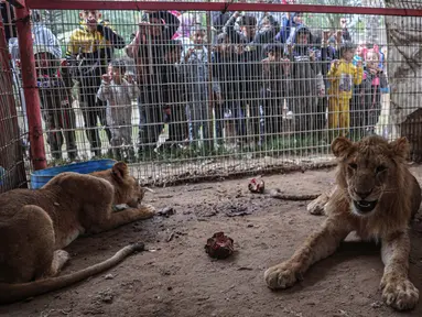 Singa terlihat di kandangnya di kebun binatang di Rafah, Jalur Gaza Selatan, pada 2 Januari 2024. (Foto: AFP)