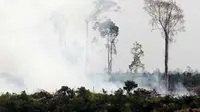 Diduga Bakar 1.300 Hektare Lahan, Dirut PT NSP Jadi Tersangka