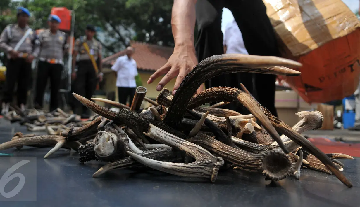 Sejumlah tanduk rusa kering akan dilindas saat pemusnahan barang bukti perdagangan ilegal satwa langka di Mabes Polri, Jakarta, Selasa (1/12). Barbuk yang dimusnahkan berupa 82 Kg Tanduk Rusa dan 80 ekor Kuda Laut kering. (Liputan6.com/Gempur M Surya)