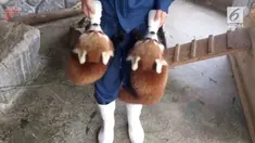 Dua panda merah ini langsung berlari saat melihat pengasuhnya membawa dua botol susu untuk dinikmati.