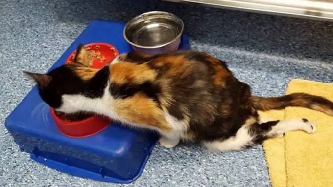 Pria yang Aniaya Princess Sudah Ditangkap 