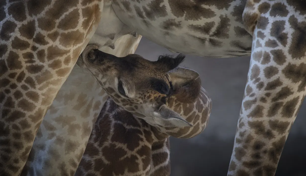 Anak jerapah masai betina berusia dua minggu, yang masih belum diberikan nama meminum susu di Kebun Binatang LA di Los Angeles, California (18/10/2019). Kebun Binatang LA belum memberi nama anak jerapah yang lahir dengan tinggi 1,98 cm (6 kaki 6). (AFP Photo/Mark Ralston)