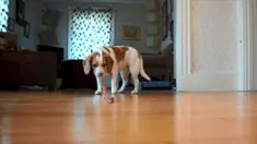 Seekor anjing, Maymo, tergerak nalurinya untuk menghadapi bahaya dan melindungi saudaranya, Penny, yang terkesan berada dalam bahaya serangan ular mainan.