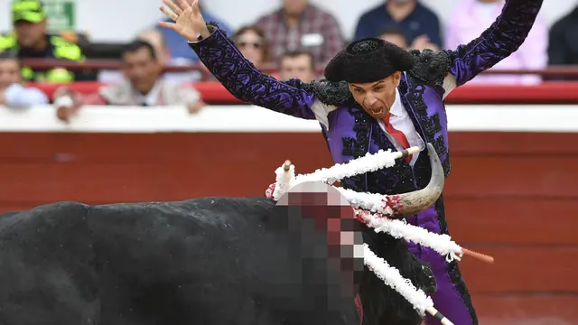 Aksi Para Matador Bertarung Melawan Banteng di Festival Cali