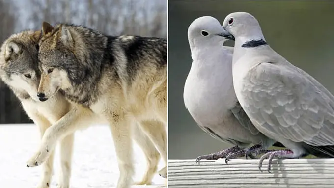 (c) wallpapers.brothersoft & storify