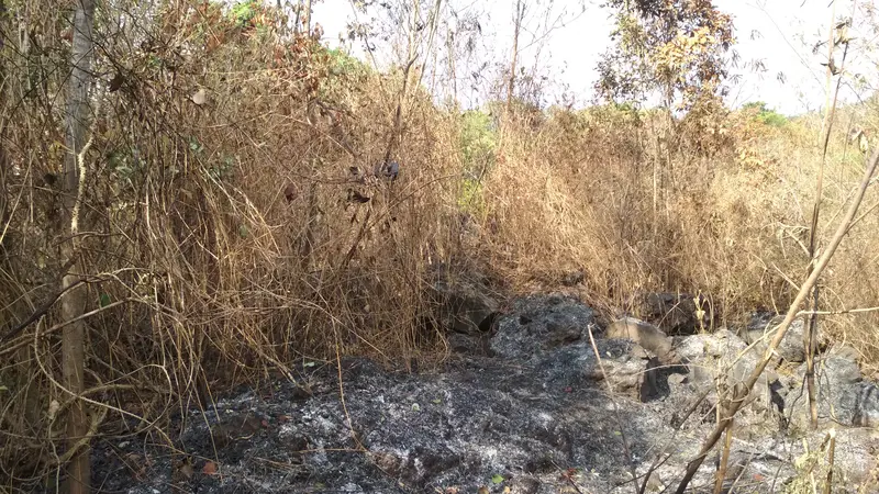 Habis Terbakar Pendakian Gunung Ciremai Masih Dibuka