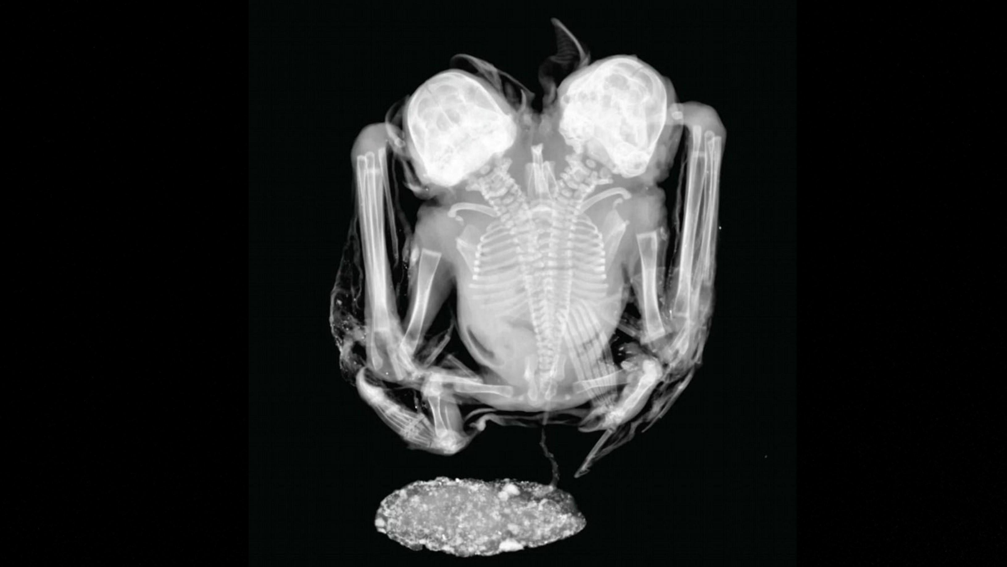 Hasil sinar-x kelelawar berkepala dua. (Laboratorio de radiografias/Museu Nacional-UFRJ)