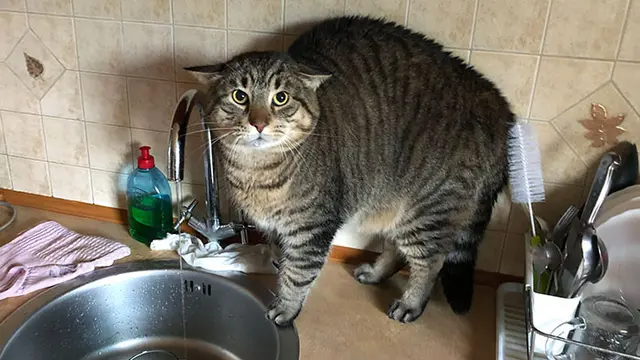 Ekspresi Kucing