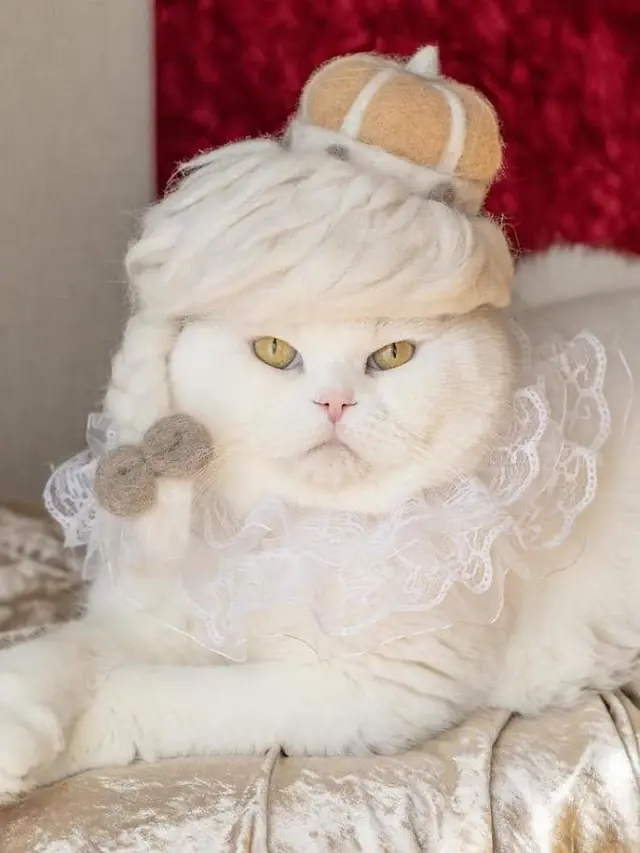 10 Potret Kucing Pakai Topi, Wajahnya Jadi Imut Banget