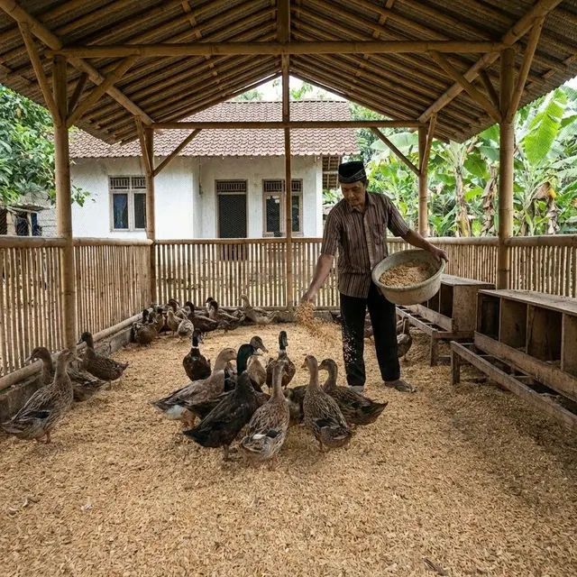Memberi makan ternak bebek petelur di halaman rumah tanpa kolam (Gemini AI)