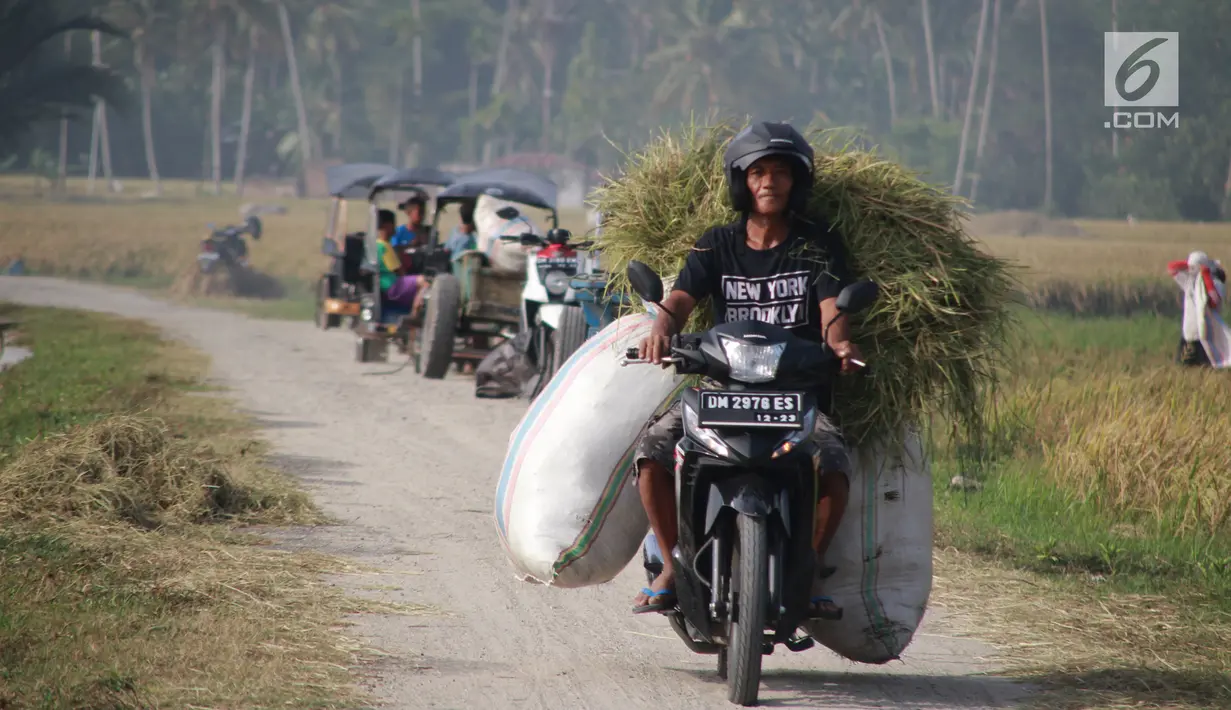 Petani membawa hasil panen padi dari sawah di Desa Bube Baru, Kecamatan Suwawa, Kabupaten Bone Bolango, Gorontalo, Jumat (15/3). Mereka bergotong royong di sawah dengan menyambut musim panen dengan begitu ceria. (Liputan6.com/Arfandi Ibrahim)