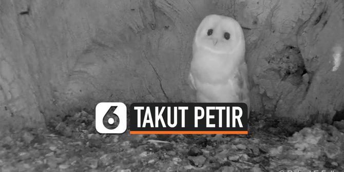 VIDEO: Gemas, Ekspresi Bayi Burung Hantu Saat Dengar Petir