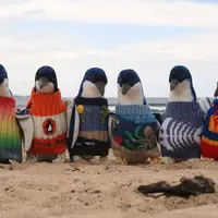 Berbaris, penguin ini dibuatkan sweater oleh 'lelaki paling tua di Australia'. (Penguin Foundation)