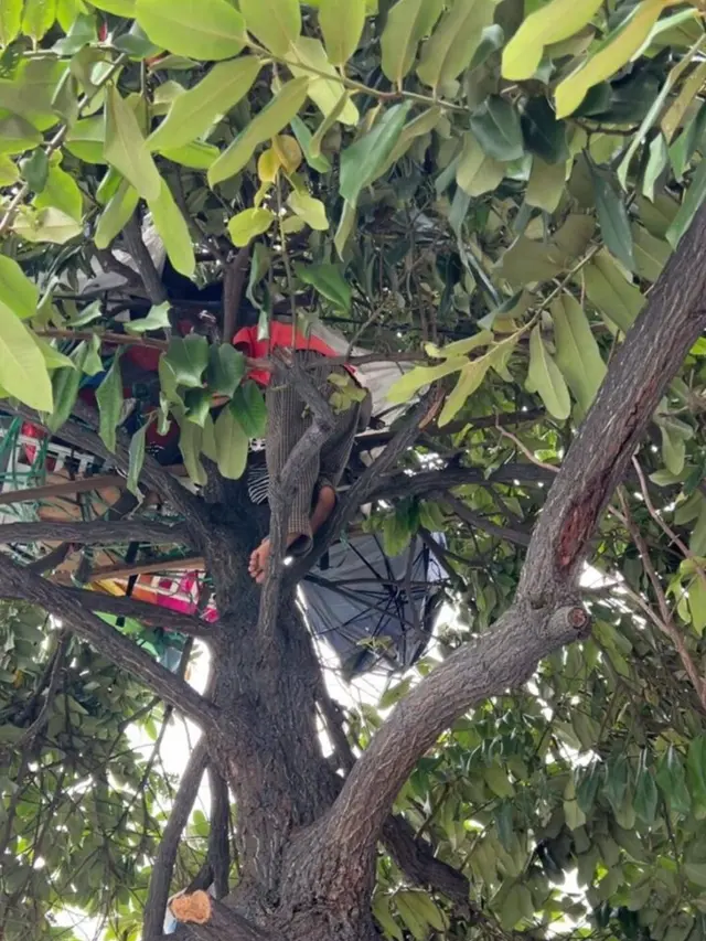 Pria Ini Pilih Tinggal di Pohon Pinggir Jalan Selama 6 Bulan, Tak Mampu Bayar Sewa