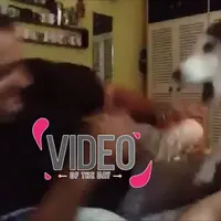 Begini Cara Anjing Melindungi Pemiliknya