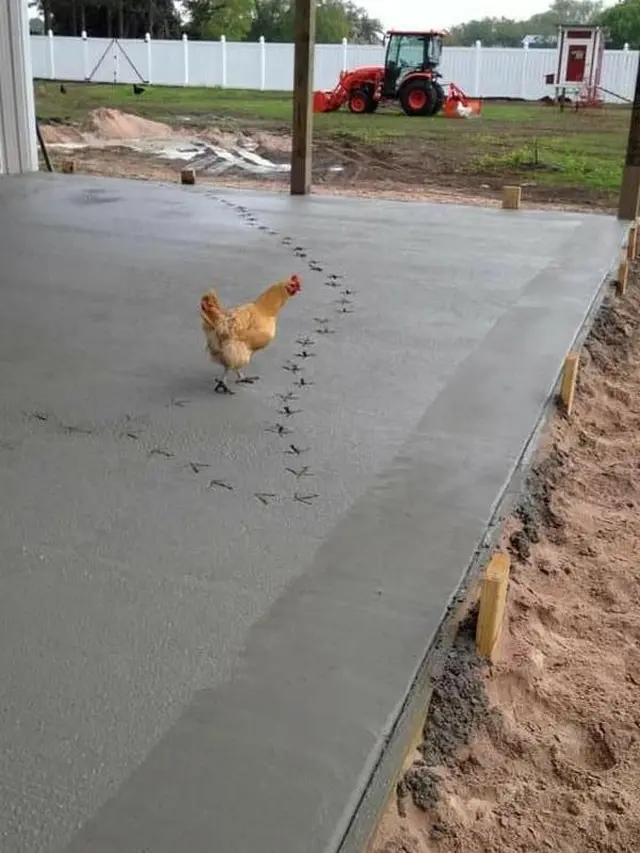 9 Tingkah Ayam Ganggu Manusia Ini Bikin Geregetan, Kocak
