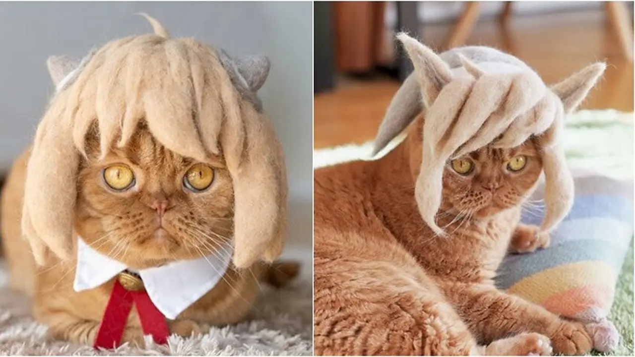 6 Potret Kucing Pakai Topi Bergaya Rambut Anime, Gokil Banget