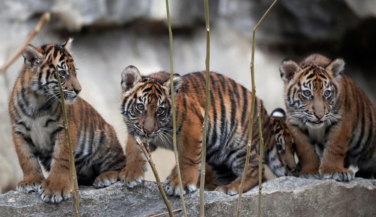 Kumpulan Photo 25 Top Populer Gambar Lucu  Bayi Harimau  