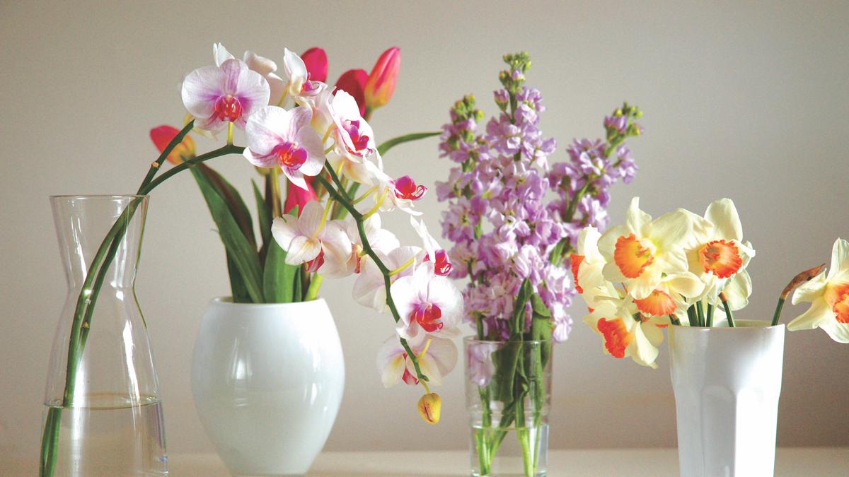 6 Pilihan Bunga Segar Terbaik untuk Ditanam di Pot, Bisa Percantik Sudut Rumah