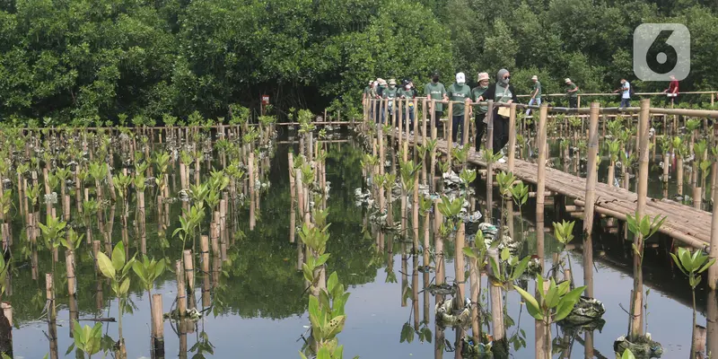Melihat Kawasan Konservasi Alam Mangrove di Angke