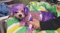 Violet saat terkapar tak berdaya gara-gara cat rambut manusia di sekujur tubuhnya. (Foto: Pinellas County Animal Services)