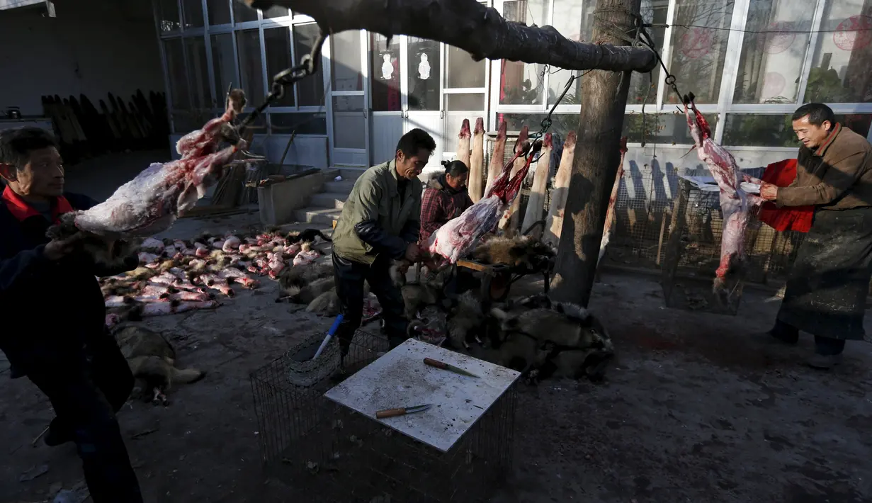 Sejumlah warga desa Nanzhuang saat melepaskan bulu rubah dari badannya, Cina, (11/12). Sebagian besar penduduk desa ini menggunakan Rubah, Anjing dan hewan lainnya untuk diperjualbelikan bulunya. (REUTERS/William Hong)