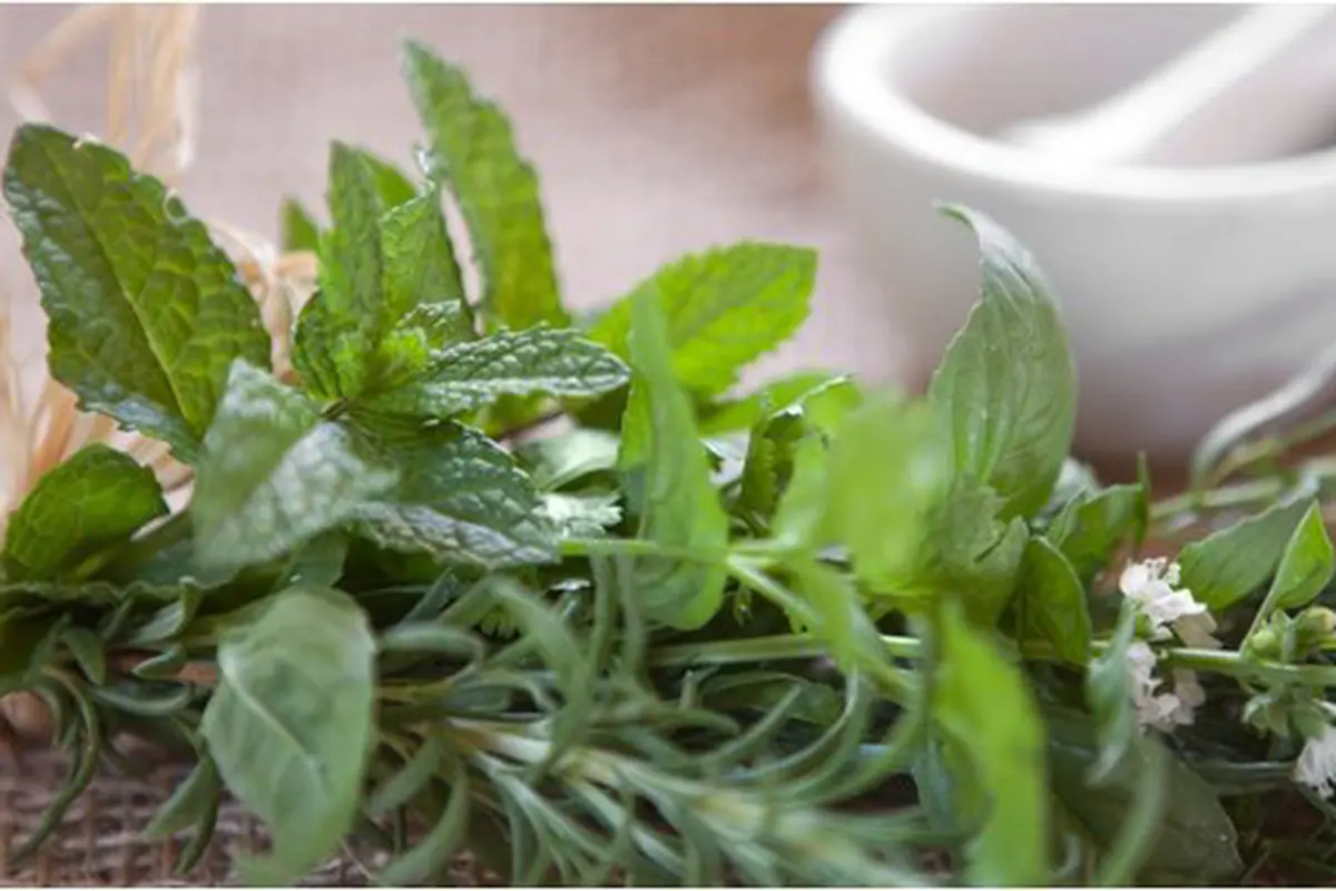 Daun kemangi/Copyright Shutterstock