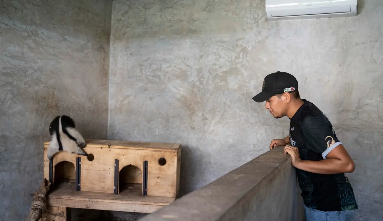 Pekerja taman margasatwa nirlaba Selva Teneek mengawasi hewan yang mendapat perawatan karena stres akibat panas di tengah gelombang panas di Meksiko. (AP Photo/Mauricio Palos)