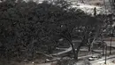 Para pengunjung serta penduduk setempat terpesona oleh pohon beringin raksasa di Pelabuhan Lahaina yang menjulang setinggi 60 meter, menaungi mereka yang duduk di bangku-bangku di bawah dahan-dahan yang berkelok-kelok. (Patrick T. Fallon / AFP)