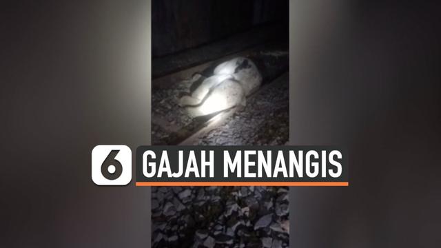 BAYI GAJAH